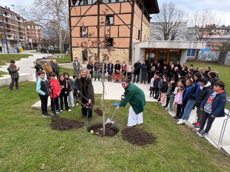 Plantan en retoño del Árbol de Gernika en Durango arbol gernika