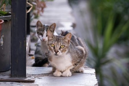 Durango pretende la tenencia responsable y la adopción de animales animalien ongizatea