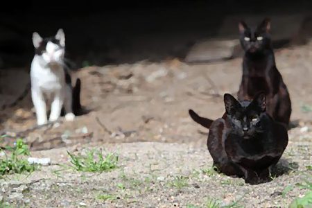 gatos calljeros