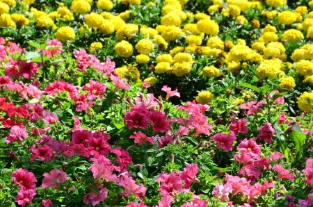 Reparto de las plantas que han decorado las calles el lunes 19 flores