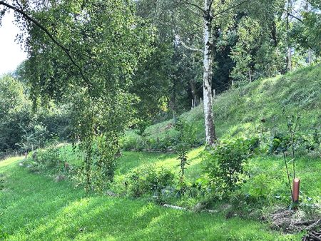 Bosque WEB