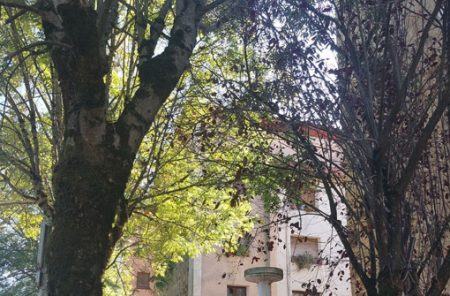 Sesión abierta sobre del estudio sobre el arbolado urbano zuhaitzen azterlana saio irekia