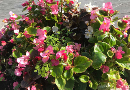Nuevas plantas en las calles y regalo de flores retiradas el 1 de diciembre Reparto flores Galdakao