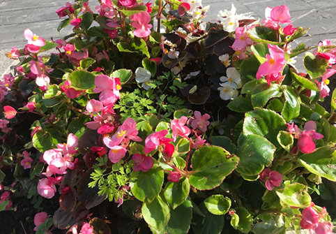 Nuevas plantas en las calles y regalo de flores retiradas el 1 de diciembre Reparto flores Galdakao