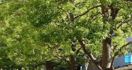 árboles