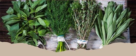 taller plantas