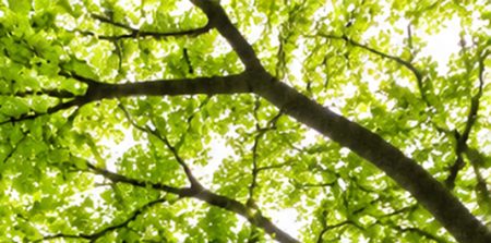 Proceso participativo del proyecto ‘Refugios climáticos’