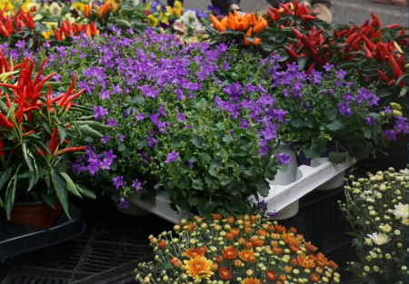 Reparto de plantas que han decorado las calles durante el invierno