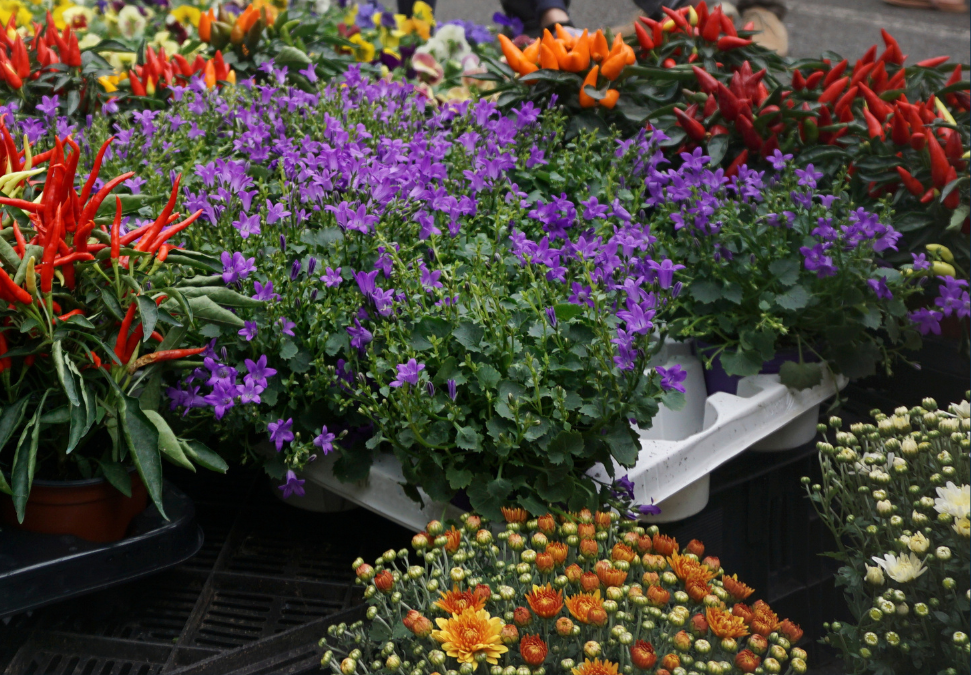 Reparto de plantas que han decorado las calles durante el invierno