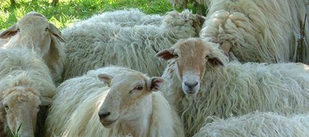 En marcha la campaña anual de recogida de lana de oveja ovejas